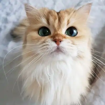 高清萌宠头像,萌萌的人见了就喜欢的小猫咪