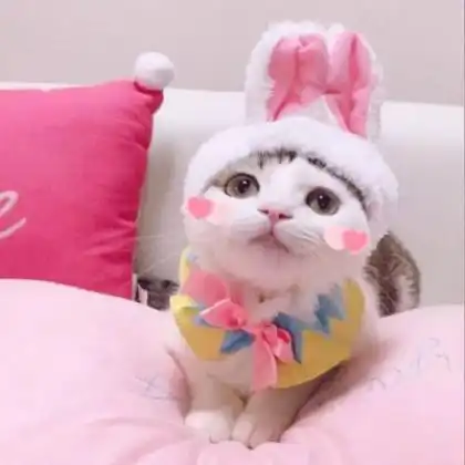 养成系猫咪视频情侣头像