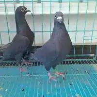 黑鸽子头像天空中微信微信头像图片大全