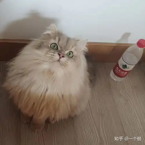 有会看猫猫的大神,帮看看我家这只蓝金渐层的品相吗
