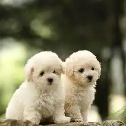 杭州宠物犬舍杭州哪里卖比熊犬杭州比熊犬价格