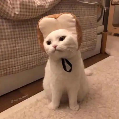 治愈系的猫咪女生头像瑞