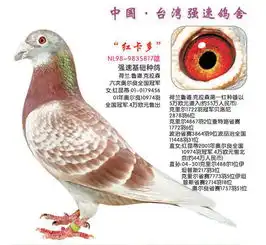 图片浏览鸽事百科