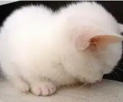 求可爱猫猫的图片,拿来做头像