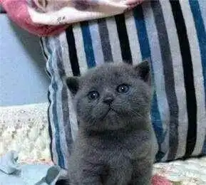 女生宿舍养蓝猫,突击检查,蓝猫扮玩具让人笑喷别让我流浪