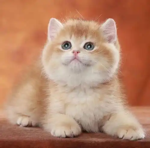 上海金渐层猫舍知乎