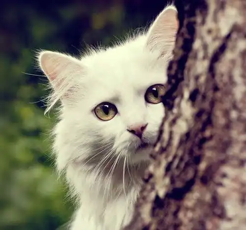 4个月大的猫猫可以吃成猫猫粮吗