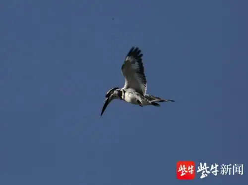 南京秦淮河面惊现珍稀鸟潜水高手斑鱼狗鸟