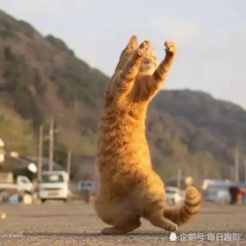 情侣头像婚纱系高清橘猫