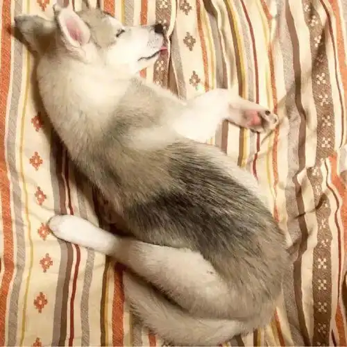 看到小奶狗的奇葩睡姿,那可是相当治愈