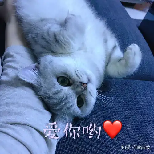 养银渐层是种怎样的体验