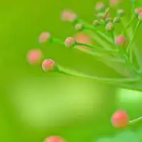 怎样查看windows10是否永久激活