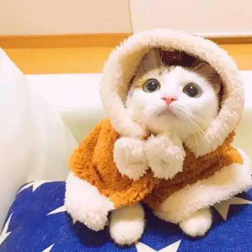 萌系头像总是贪图你们的可爱