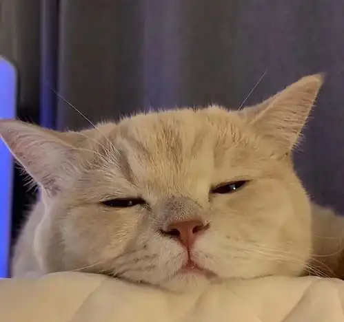 全网最治愈系的头像