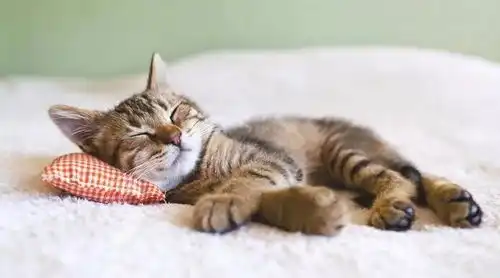 性格好的猫都会有这几种睡姿,如果养到了,那么恭喜你