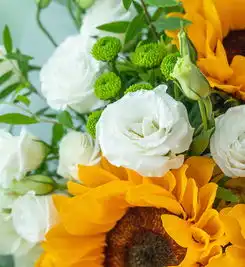 一缕清香向日葵3枝,白色洋桔梗5枝,绿色小雏菊2枝,雪柳1枝鲜花花礼网鲜花礼品网