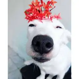 盗墓笔记5谜海归巢第11集