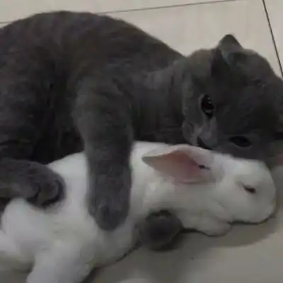 猫系列的情侣头像一左一右2020年两个猫咪的情头超萌版