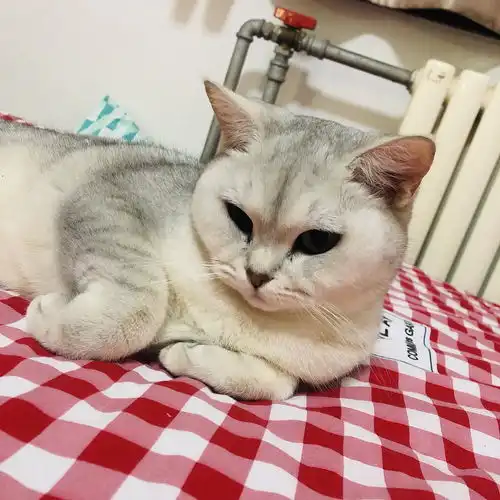 求助这是银渐层吗