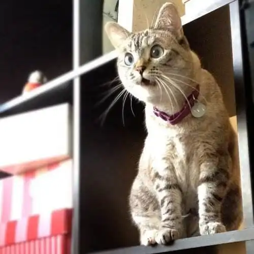 搞怪猫咪头像男生