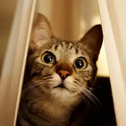 动物壁纸下载xy助手苹果壁纸下载中心