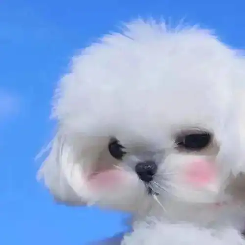 狙击你心脏的萌系头像