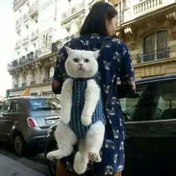 求一张女孩背着猫的图片,就是下面图中圈住的头像