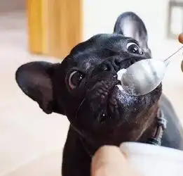 养狗之后,还想偷吃想啥呢