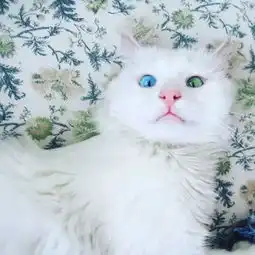 一本正经搞笑的动物摄影大赛,谁才是真正的搞笑之王