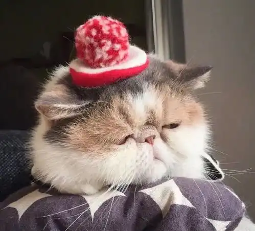 为什么越来越多的人喜欢用猫咪做头像