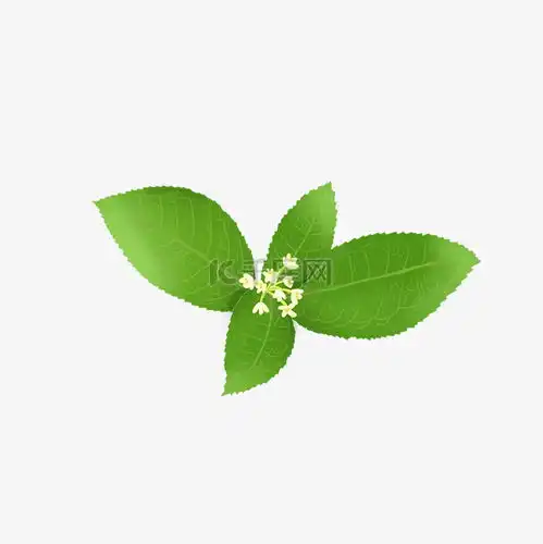 桂花树叶常绿阔叶植物叶子四季青春夏秋冬素材图片免费下载千库网