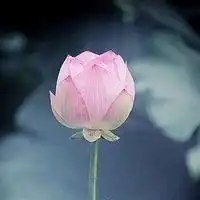 莲花头像图片大全大图禅意粉红色莲花头像图片