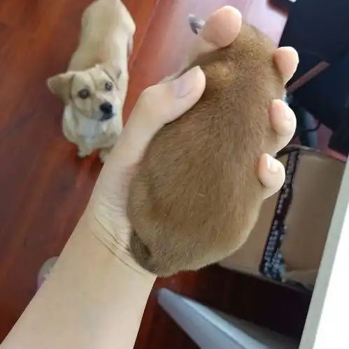 领回家的流浪狗产下一枚小奶狗,女孩抱起后,狗妈你别弄坏了