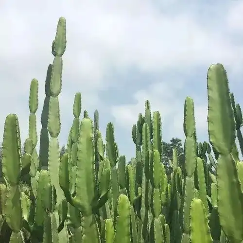 合肥出发,机票不超过300块,一起去扫荡厦门美食