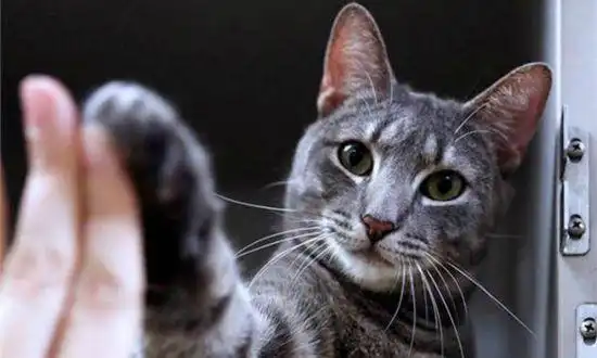 如何快速获取他人的信任卡耐基读后感四