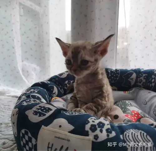 德文卷毛猫难养吗,有哪些缺点