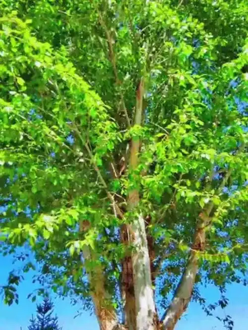 疲惫,希望这个夏天烦恼少一点,快乐多一点,愿一切美好如期而至嘉峪关治愈系风景一起享受大自然的美寻美中国寻美甘肃