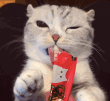 猫咪网上爆红,眼睛超大超漂亮,而且最重要是脾气好到爆