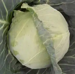 甘蓝图片,甘蓝高清图片玉田县环宇蔬菜种植农民专业合作社,中国制造网