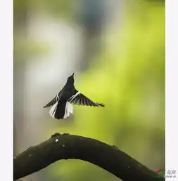 一个鸟人心中的妙曼风景