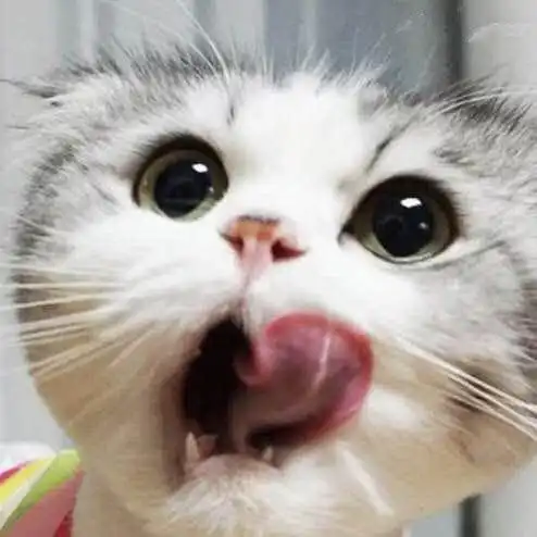猫咪爱叫,你当它是话痨,其实它是有事情想告诉你的
