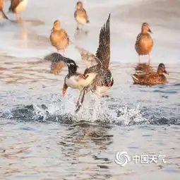 北京玉渊潭鸳鸯戏水