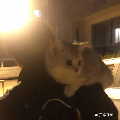 金渐层和银渐层哪个好