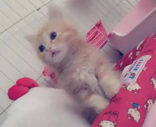 这只猫的大双眼皮子,我竟然看了整整一天