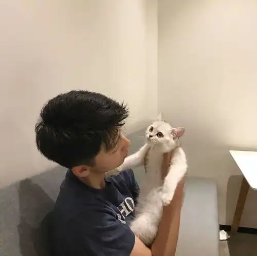 猫系列情侣头像一人一半