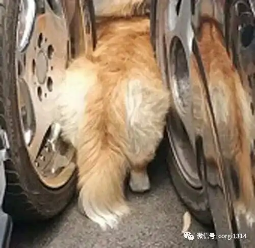 主人带柯基去散步,蹲下来系鞋带,抬头一看笑喷了