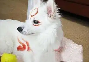 主人上班把银狐犬交给女友照顾,下班回来一看凤九,你回来了