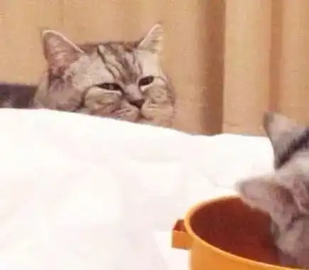 大猫眼睁睁看着主人先给新来的小猫咪放饭,这眼神也是没谁了