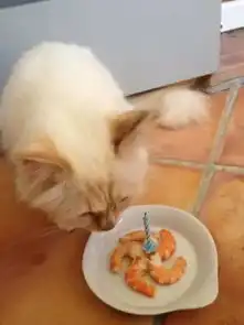 人不如猫系列,这种奢华估计只有老佛爷给得起