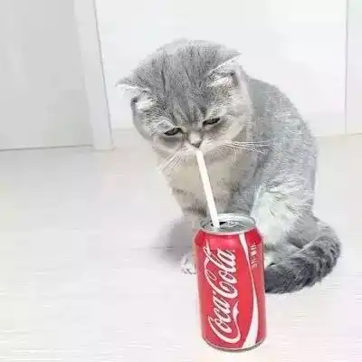 猫咪情侣头像安排,收好不谢